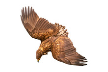 Golden Eagle On White. Eagle With Spread Wings