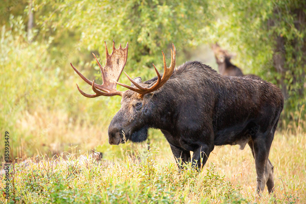 Moose at Gros Ventre campground Jackson Hole. Stock Photo | Adobe Stock