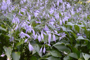 Wall Mural - Closeup Hosta sieboldiana known as Funkia with blurred background in garden