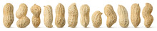 Peanuts Diversity. 12 Raw Shelled Peanuts Of Different Shapes Standing Vertically Isolated On White Background