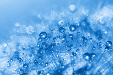 Wall Mural - abstract macro of a drop of dew or water on a blue toned dandelion. beautiful natural background. se