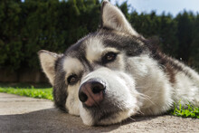 Sleepy Siberian Husky Laying In The Backyard On The Green Grass With His Head On The Pavement Close-up From The Profile