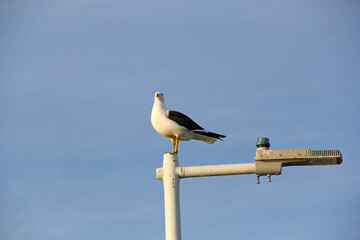 Canvas Print - seagull