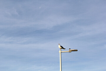 Canvas Print - Bird