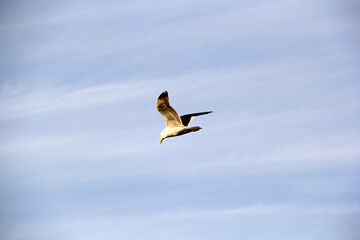 Canvas Print - seagull