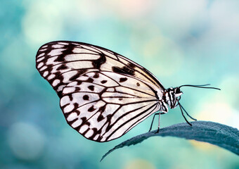 Closeup beautiful butterfly in a summer garden