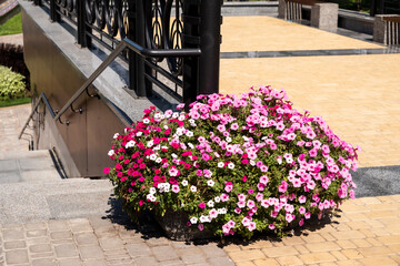 Wall Mural - urban flowers in the flowerbed in landscape design landscaping of parks and squares in urban paving slabs