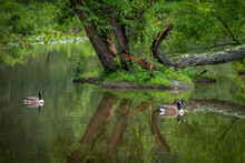 A Beautiful Natural Landscape With A Pair Of Canada Geese Peacefully Swimming Along.