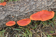 Orange Bracket Fungi On Rotting Log