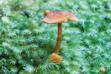 Toadstool Growing On A Log Covered In Moss