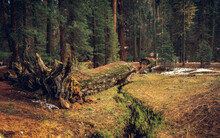 Fallen Tree In The Sequoia Forest, Sequoia National Park, California
