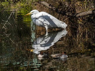 Wall Mural - Great egret wading in a reservoir pond 2