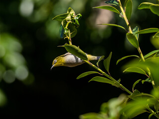 Japanese warbling white eye in green leaves 2