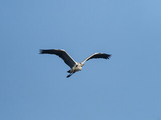 Wall Mural - Japanese gray heron in flight with blue skies 1