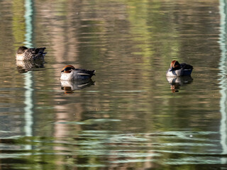 Wall Mural - Eurasian green-winged teal ducks on a pond 1