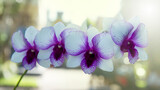 Fototapeta Panele - cooktown orchid or mauve butterfly orchids against blurry bokeh background