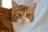 Fototapeta Koty - Cute adorable ginger, orange and white cat staring at the camera with white background. 