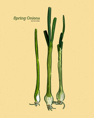 Poster - spring onion, hand draw sketch vector