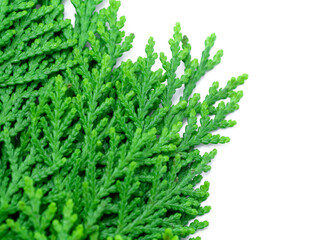 Wall Mural - Green leaf of Chimese Arborvitae or Orientali Arborvitae tree on white background.