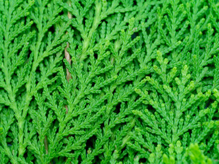 Wall Mural - Green leaf of Chimese Arborvitae or Orientali Arborvitae tree background.