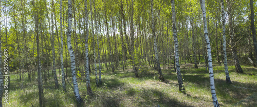 Brzozy. Las brzozowy wiosną