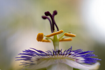 Wall Mural - flower with macro in a lot of detail
