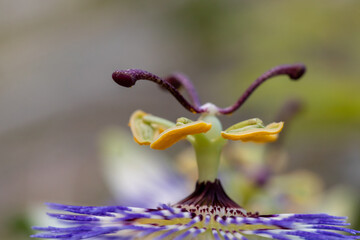 Wall Mural - flower with macro in a lot of detail
