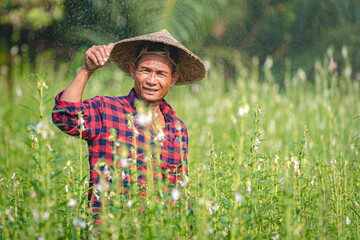 Wall Mural - Portrait of a happy senior Asian farmer at Sesame Garden.