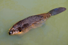 North American Beaver (Castor Canadensis) Swimming On The Surface Of The Water With Its Flat Tail Clearly Visible 