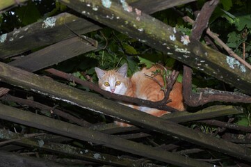 Wall Mural - cat on a vine construction