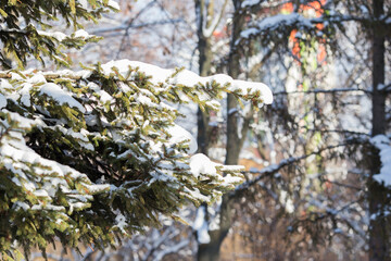 Wall Mural - 
Branches ate in the snow on a sunny winter day.