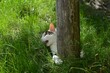 © oljasimovic - a cat is playing around trees