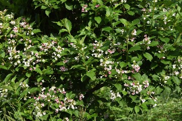 Sticker - Weigela coraeensis flowers / Caprifoliaceae deciduous shrub