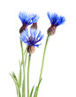 Centaurea cyanus, commonly known as cornflower or bachelor's button. Flowers isolated on white background