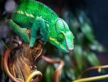 Multi-colored Cautious Wise And Ancient Chameleon On A Branch