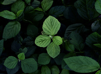 Raw Green Organic Basil Plant Ready to Cook With. fresh basil leaves. Basil plant with green leaves. Copy space. sweet basil leaves as nice natural food background