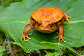 Wall Mural - A large orange frog is sitting on a green leaf