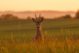 Fototapeta Zwierzęta - sarna kozioł w blasku zachodzącego słońca