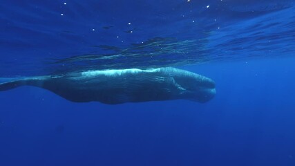 Wall Mural - Underwater video of huge male whale Sperm Whale Physeter Macrocephalus, big animal traveling near water surface in blue ocean