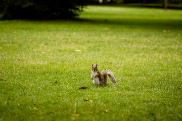 Cute curious squirrel on the grass in the park on the mown grass looking posing curious into the camera. London nature relax