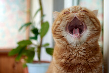 Orange Exotic Short Hair Adult Cat Sit Yawning On Balcony