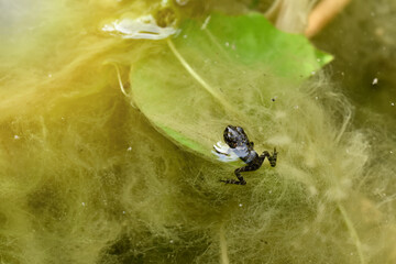 Baby toad, Young common small frog sitting on green leaf, Frogs eat insects and control the natural environment balance.