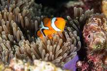 Ocellaris Clownfish, Amphiprion Ocellaris Swimming Among The Tentacles Of Its Anemone Home.
