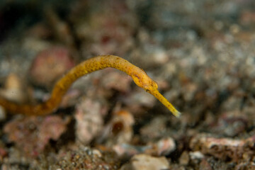 Wall Mural - Portrait of Bentstick Pipefish, Trachyrhamphus bicoarctatus 