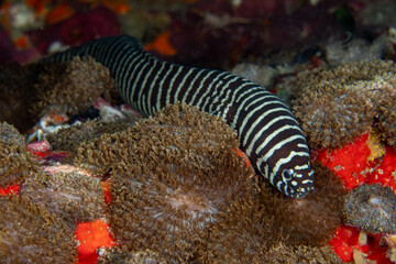 Wall Mural - Zebra moray eel, Gymnomuraena zebra living in a tropical coral reef of Similan Islands Thailand. 