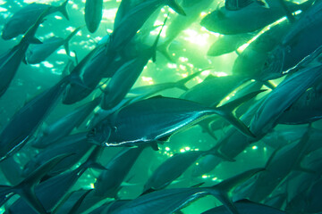 Wall Mural - School of Club-nosed Trevally, Carangoides chrysophrys in a tropical coral reef of Andaman sea