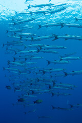 Wall Mural - School of Chevron Barracuda, Sphyraena Putnamiae in a tropical blue waters of Andaman sea