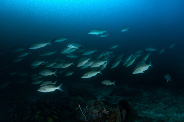 Wall Mural - A school of emperors swimming in a deep blue waters