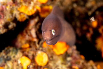 Wall Mural - White eyed Moray Eel, Siderea Thyrsoidea