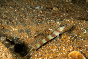 Wall Mural - Wide-barred Shrimpgoby, Amblyeleotris latifasciata cloesup